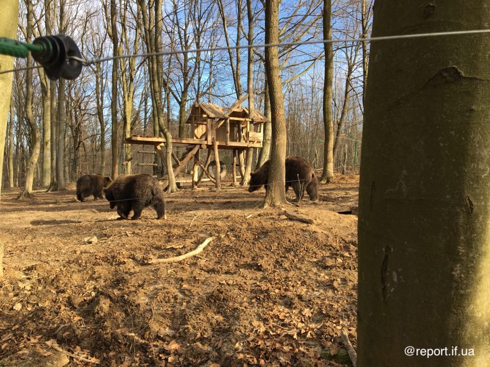 У Галицькому НПП встановили веб-камеру для спостереження за ведмедями (фоторепортаж)