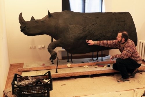 У Львові відреставрували знайденого на Франківщині волохатого носорога, який вимер 10 000 років тому (фотофакт)