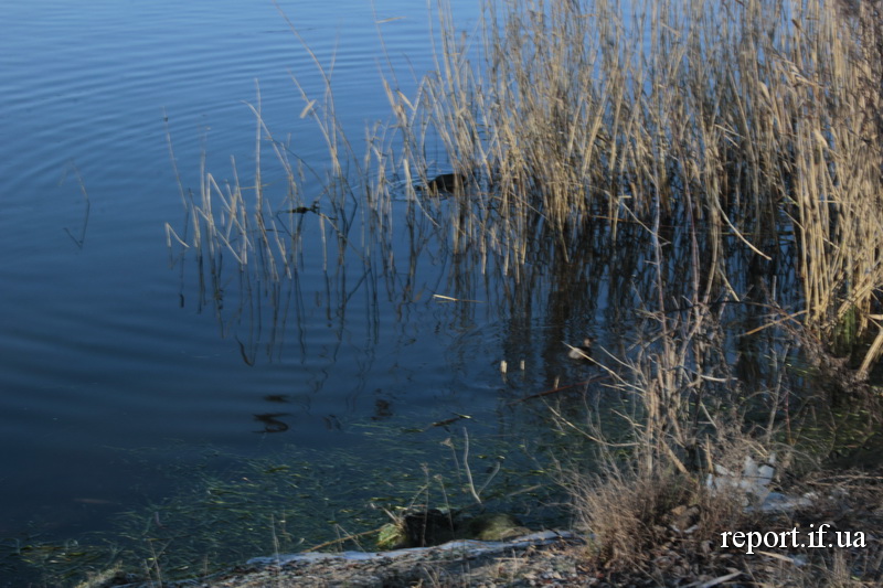 Туристи, біноклі, птахи. Як на Бурштинському водосховищі розвивають бьордвотчинг (фото)