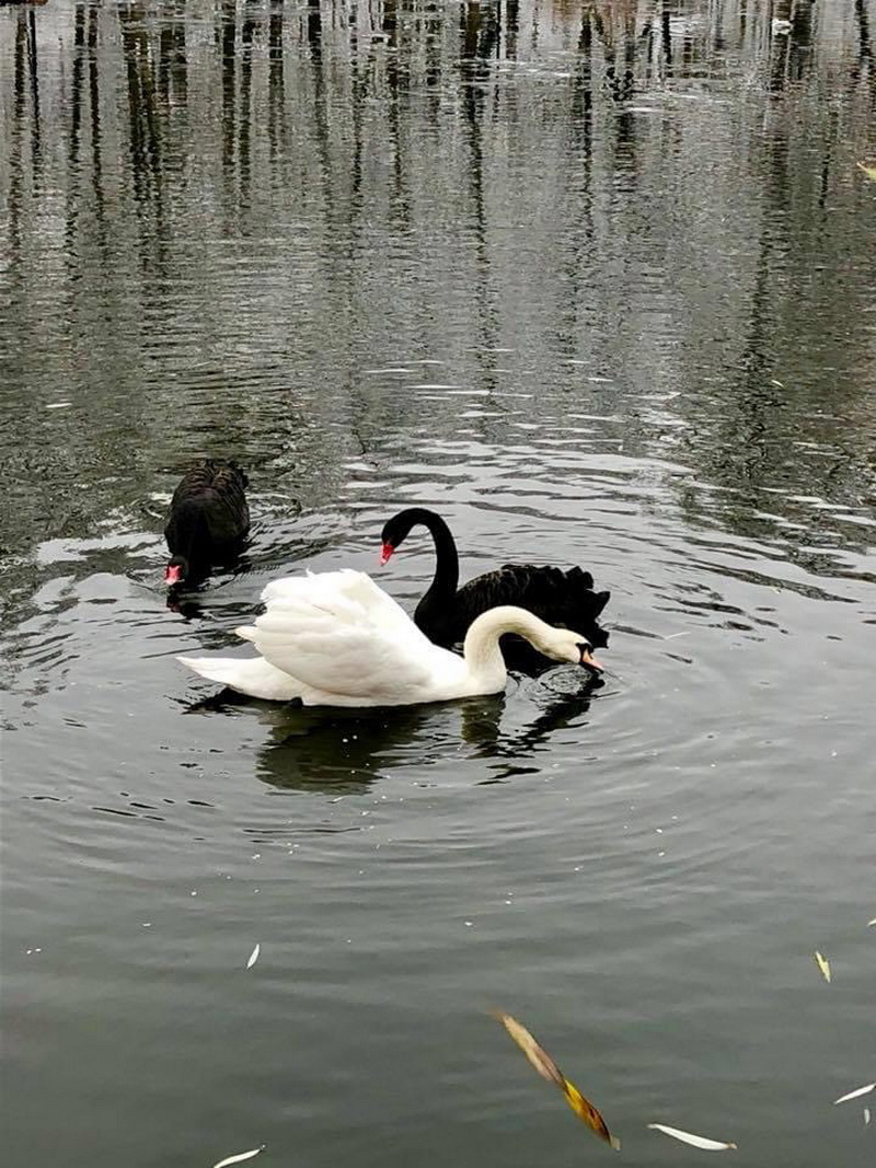 Хто на озері господар або Чому у Франківську не народжуються лебеді: фото