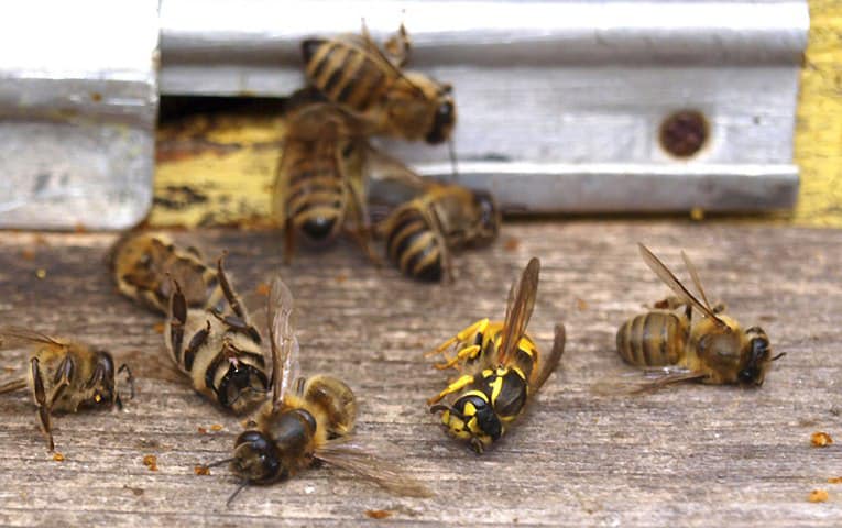 Прикарпатські пасічники розповіли, від чого мруть бджоли та чому це небезпечно і для людей: фото та відео