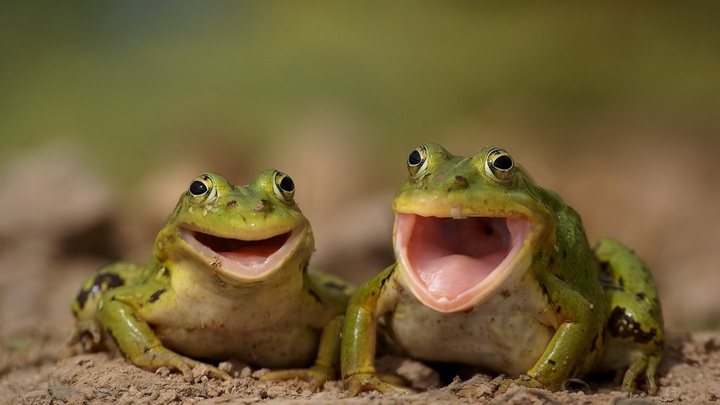 laughingfrogs