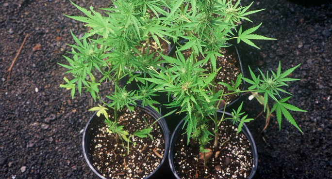 cannabis_cultivation_pots_main[1]