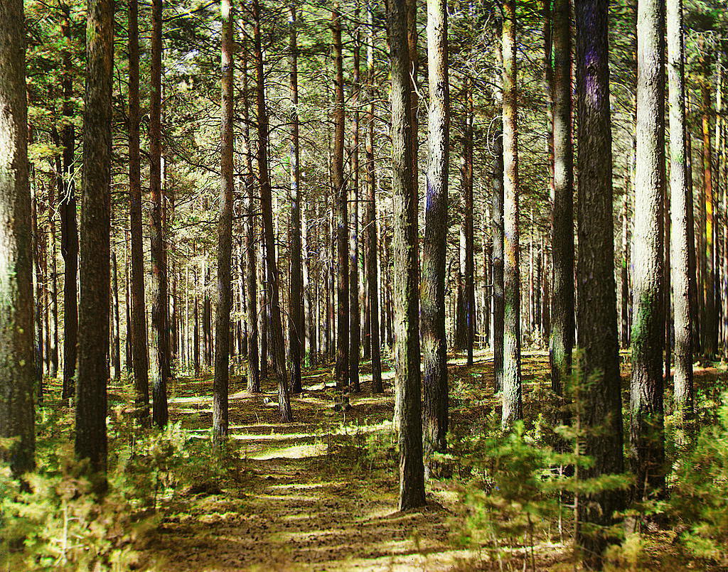 ліс