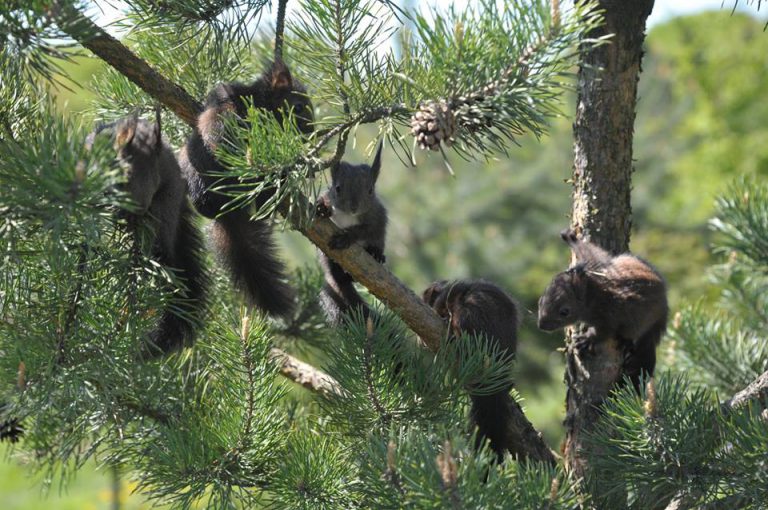 13076902_1690923364494975_7122196503510067105_n