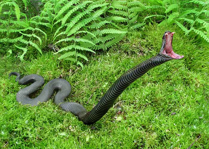 snake[1]