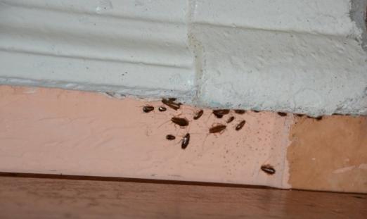 таргани таракани