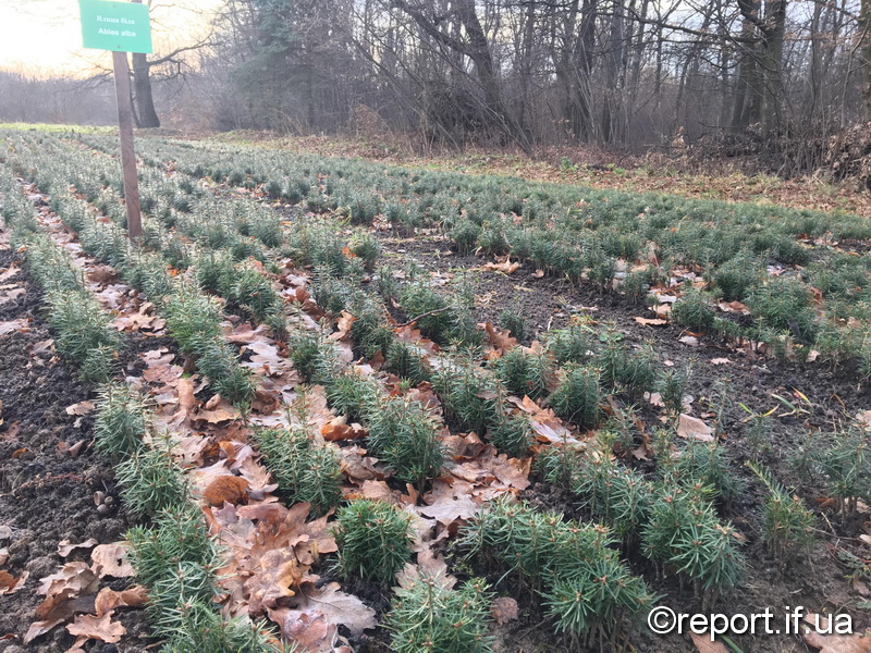 ЛСНЦ, ялинка