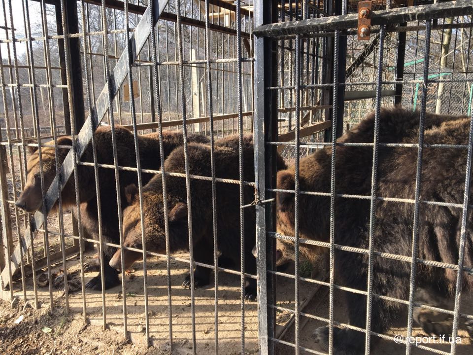 ведмеді ГНПП