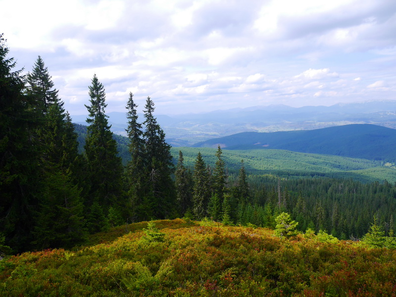 Міндовкілля пропонує внести до Всесвітньої спадщини ЮНЕСКО карпатські ліси