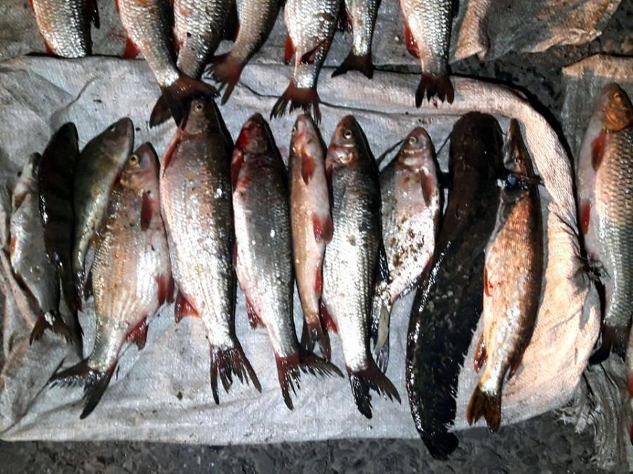 74280638_417098289218549_6707204011004526592_n__large