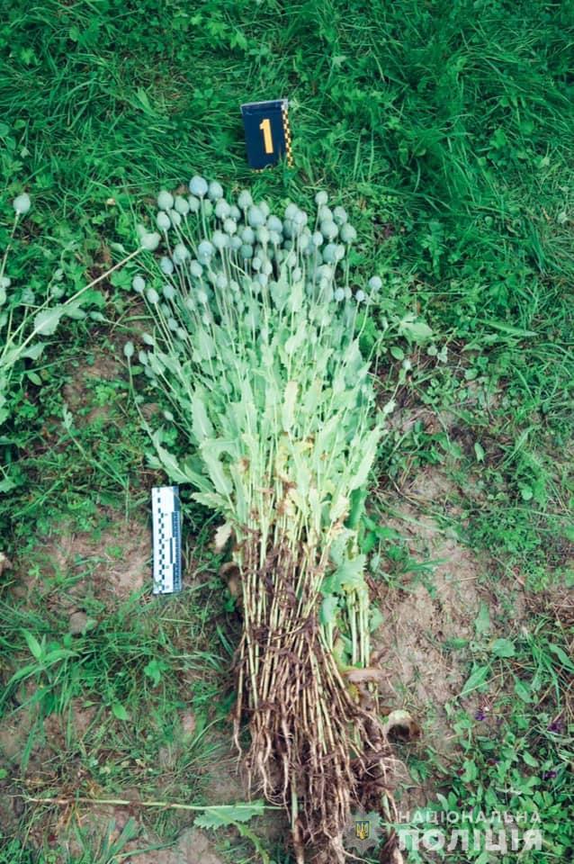 110316686_4474138549293417_740524601878866699_n