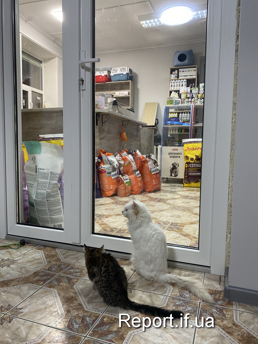 У Франківську відкрили зоомагазин, де в добрі руки віддають котів 7