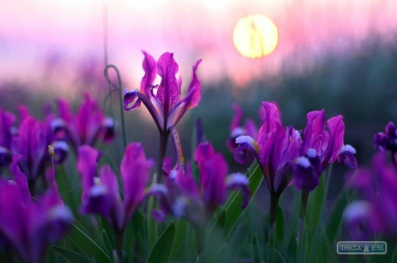 213329-cvety-zacveli-pod-odessoj-k-novomu-godu-big – копія