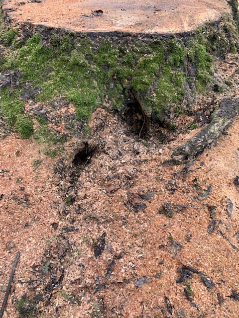 146990528_1597929930594627_3883512124083000371_n