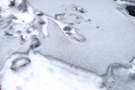 На БуТЕС кажуть, що “чорний” сніг у Галичі не через них (ЗАЯВА)