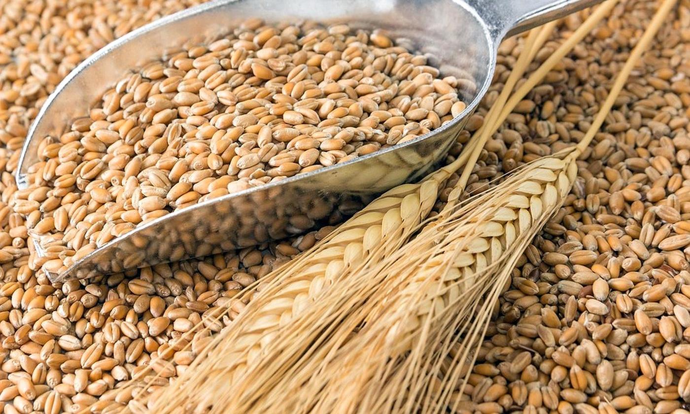 На Прикарпатті зібрали втричі більше зерна, ніж минулого року - Онищук