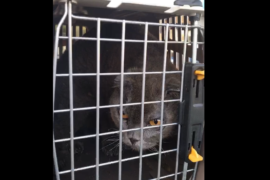 Котів з-під Харкова лікують у притулку для тварин поблизу Франківська