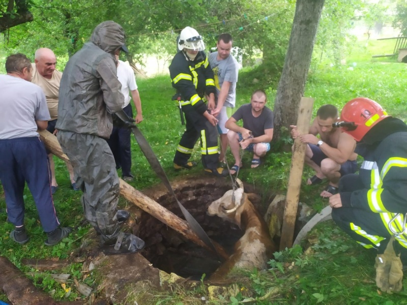 Прикарпатські рятувальники витягли корову з каналізаційного колектора 
