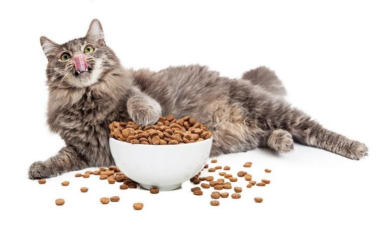 Як нагодувати кота ліками_2