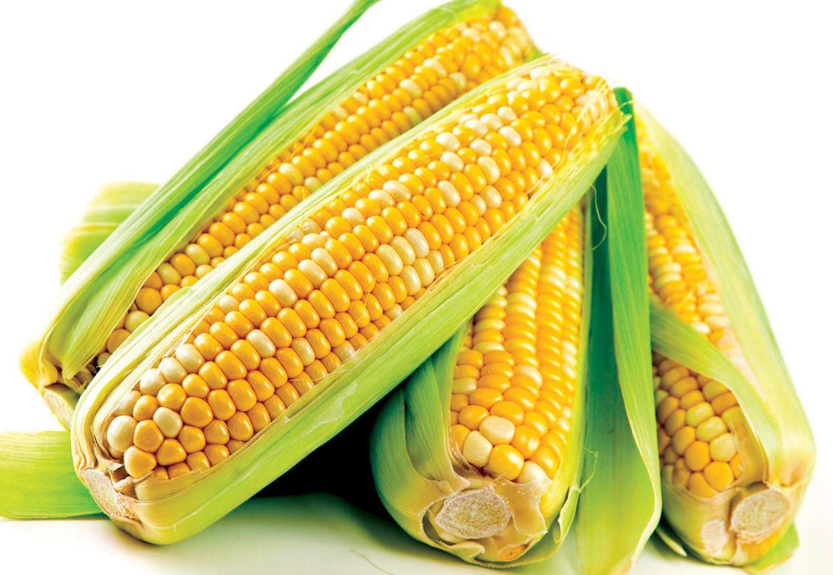 У Городенці перероблятимуть кукурудзу