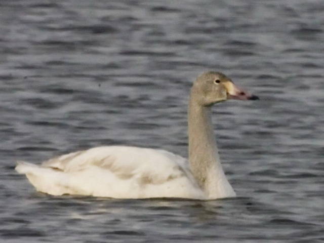 лебідь, Німецьке озеро, Василюк