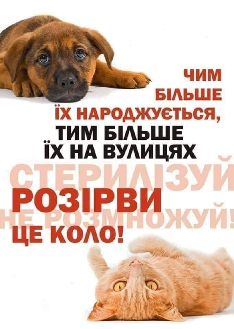 Мешканців Франківська просять стерилізувати вуличних котів і собак