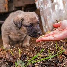 поліція, провадження, собаки