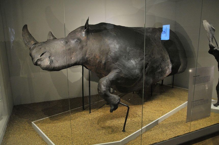 Старуня носоріг