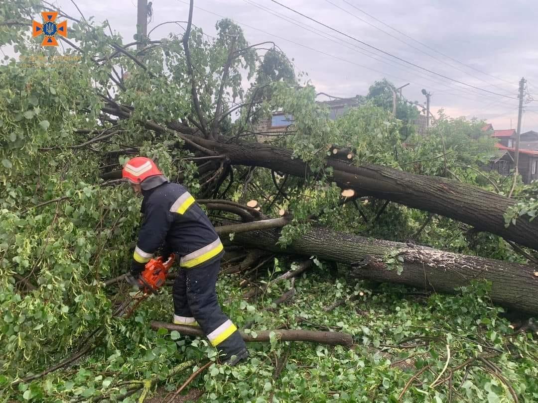 повалені дерева новини Івано-Франківська