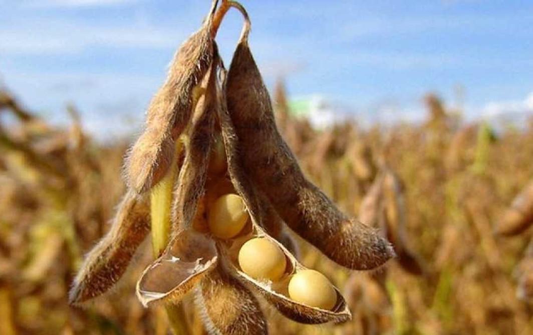Держпродспоживслужба обстежила кукурудзу та сою, які Франківщина експортує у Китай