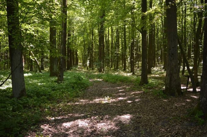 У Тисмениці створять новий природний заповідник