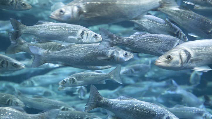На Прикарпатті фермерам пропонують гранти на розвиток аквакультури
