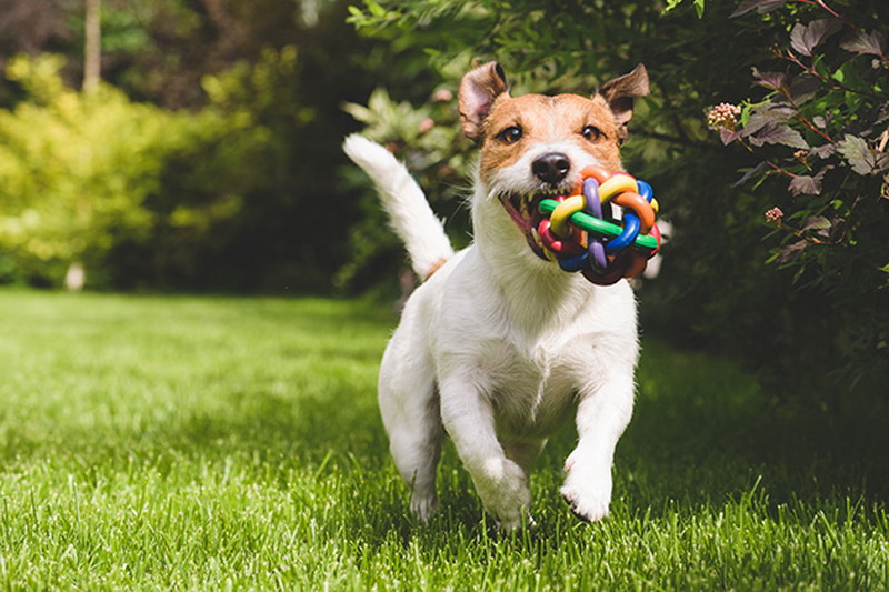 Як обрати іграшки для собак, що сприяють фізичному розвитку та інтелектуальним завданням