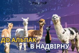 альпаки