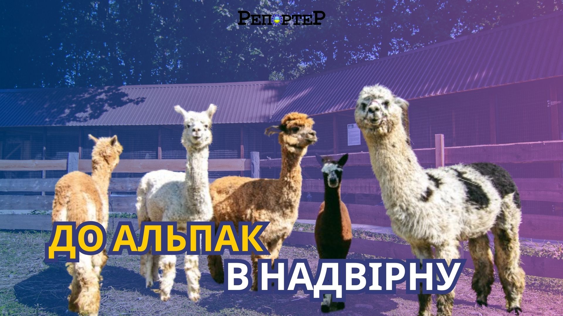 альпаки