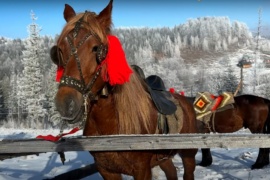 В селі Космач представили близько сотні коней в унікальній упряжі