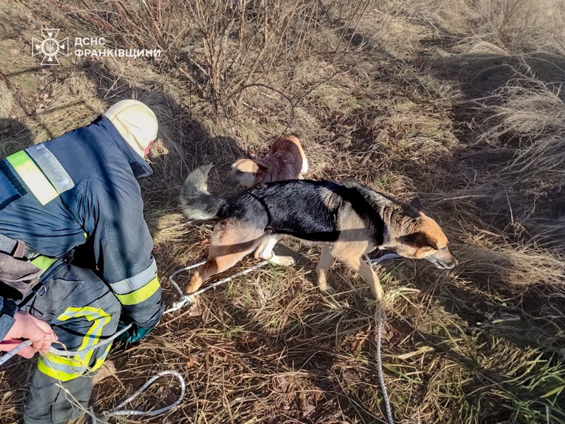 Долинські рятувальники витягли з каналізації собаку