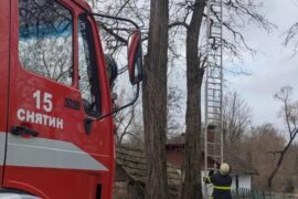 В селі Потічок врятували котика, який застряг на дереві