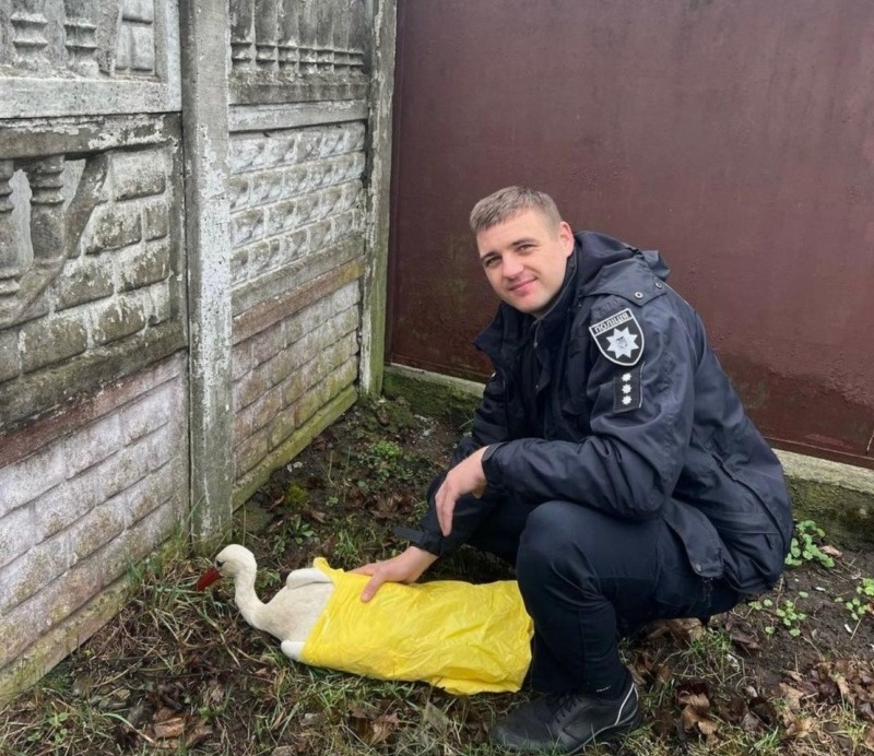 врятований лелека