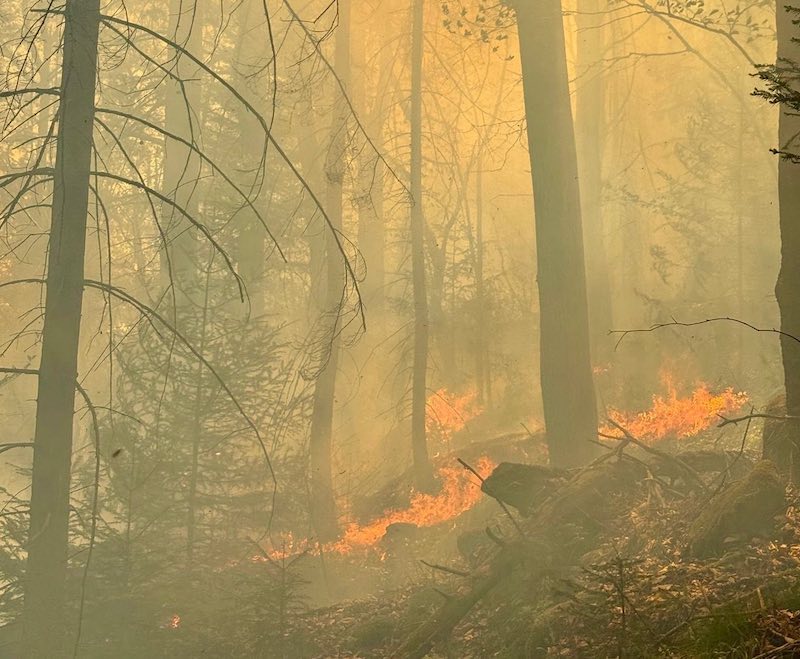пожежа лісу-микуличин