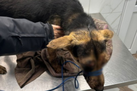 У Коломиї чоловік побив собаку палицею – поліція розпочала провадження