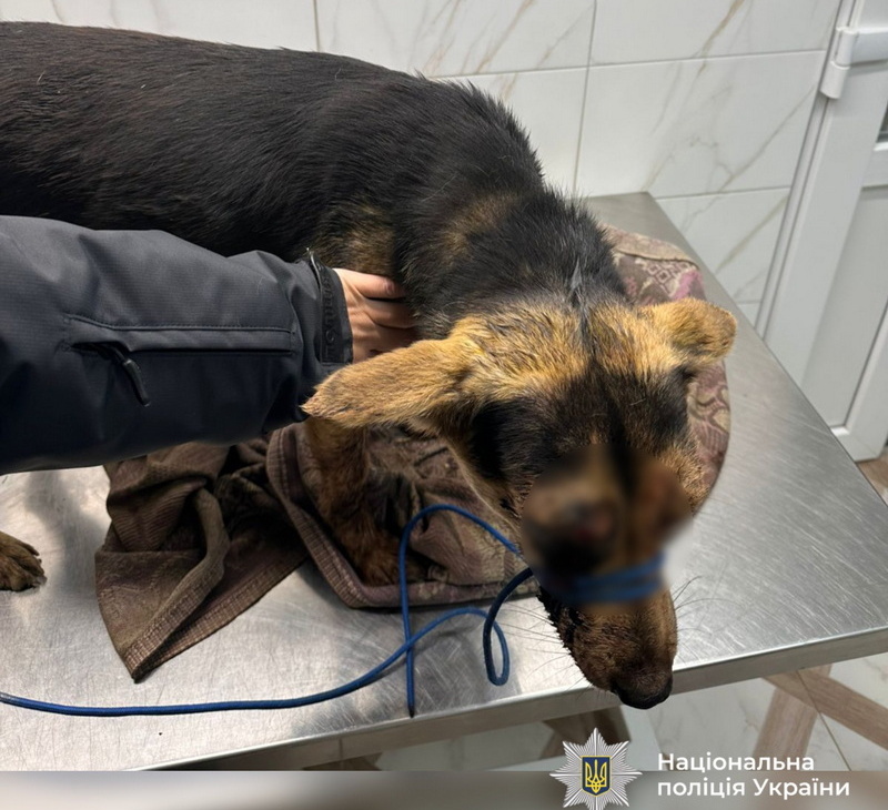 У Коломиї чоловік побив собаку палицею - поліція розпочала провадження
