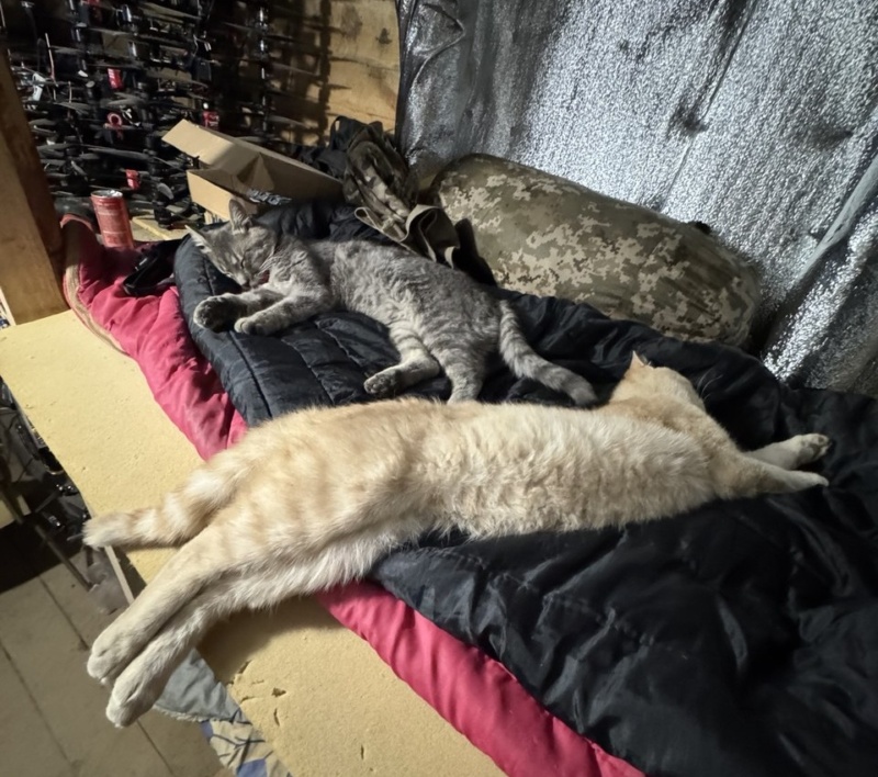 ЗСУ, котики, Белей Степан, журналістика, КНУВС