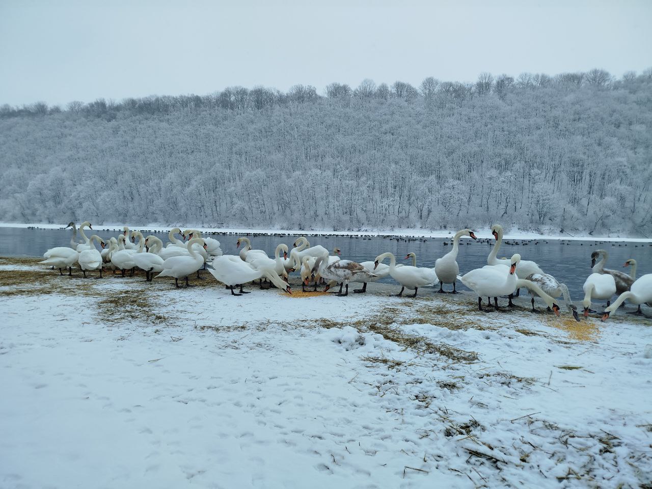 лебеді долина (1)