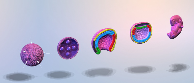 Ембріогенез