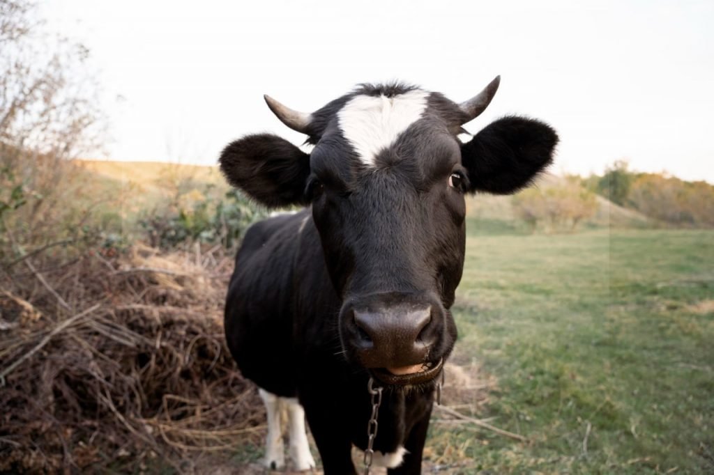 cow