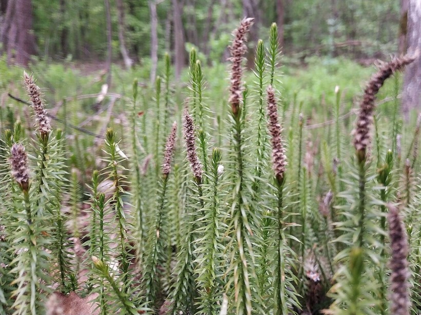 плаун річний
