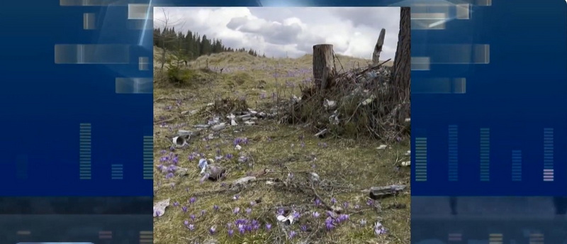 Сміття на полонині Григорівка, крокуси