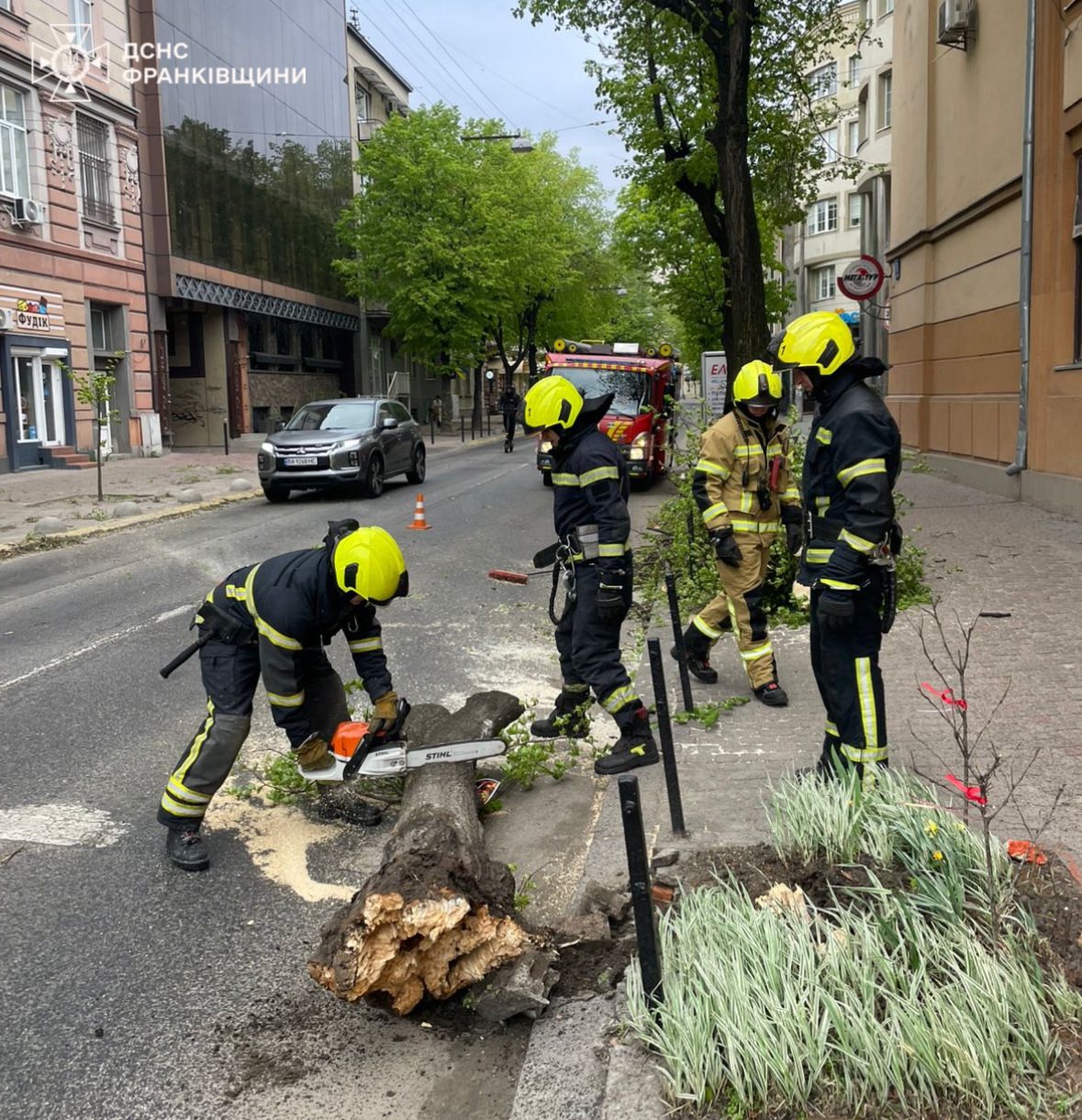повалені дерева (2)